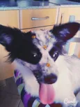 Princesa