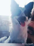 Princesa