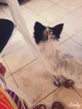 Princesa