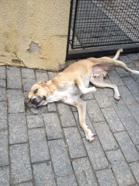 Cachorro raça SRD idade 2 anos nome ...