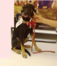 Lulu