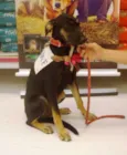 Lulu