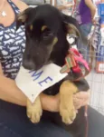 Lulu