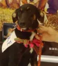 Lulu