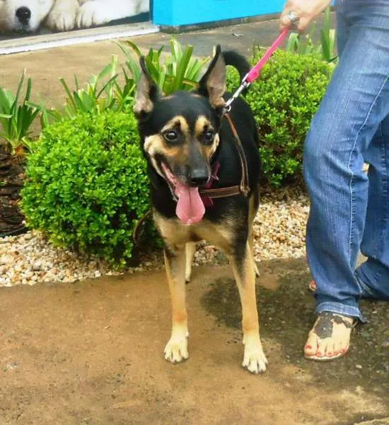 Cachorro ra a SRD idade 2 anos nome Bethoven