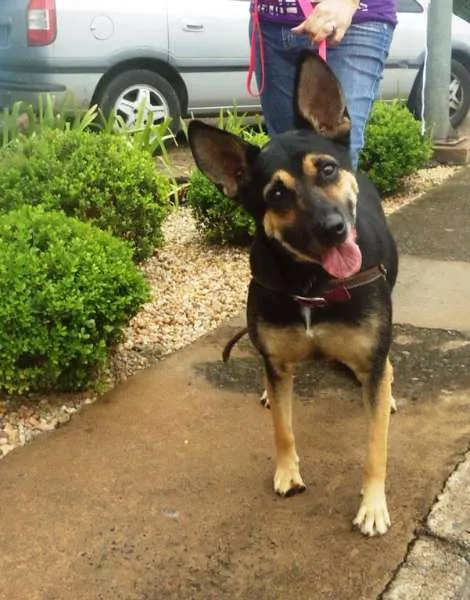 Cachorro ra a SRD idade 2 anos nome Bethoven