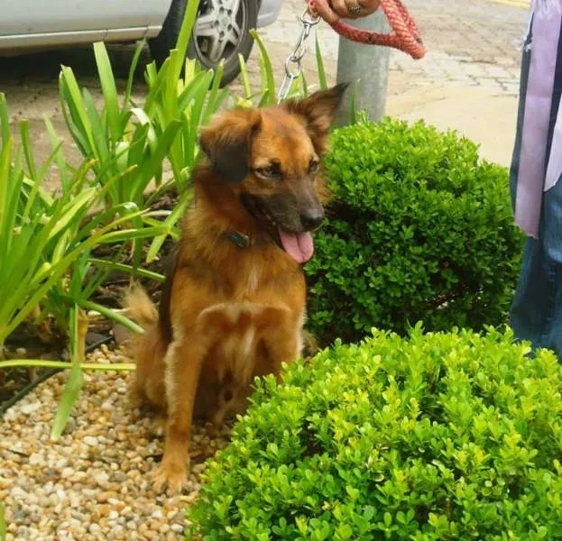 Cachorro ra a SRD idade 2 anos nome Peri