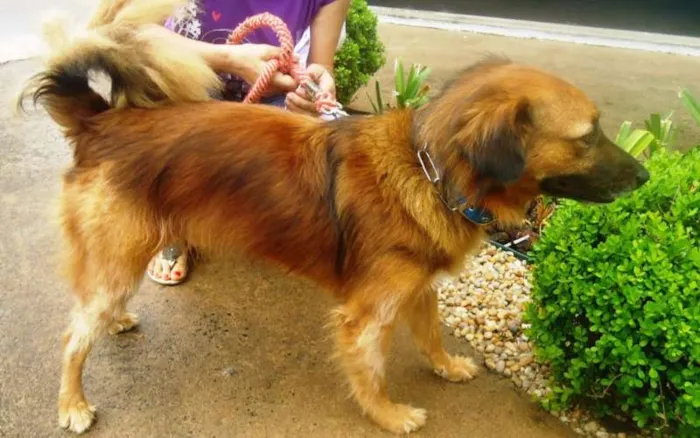 Cachorro ra a SRD idade 2 anos nome Peri