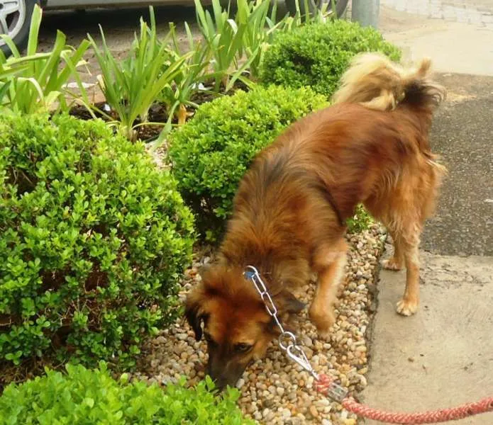 Cachorro ra a SRD idade 2 anos nome Peri