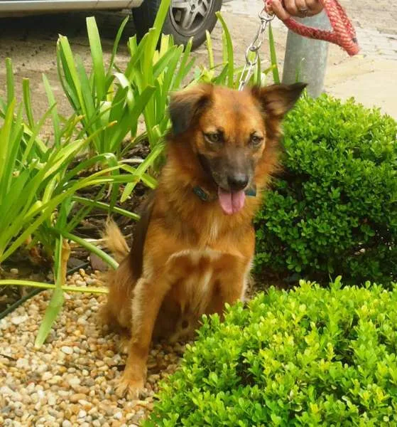 Cachorro ra a SRD idade 2 anos nome Peri