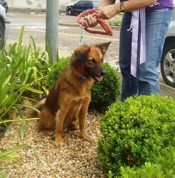 Cachorro ra a SRD idade 2 anos nome Peri