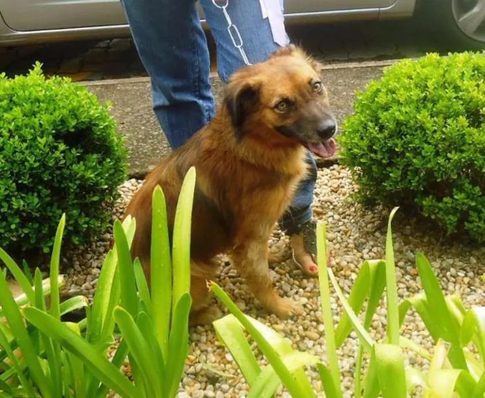 Cachorro ra a SRD idade 2 anos nome Peri