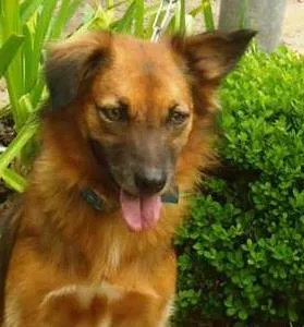 Cachorro raça SRD idade 2 anos nome Peri