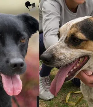 Cachorro raça SRD idade  nome Argos e Bob