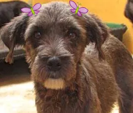 Cachorro raça  idade 1 ano nome TIFFANY PEQUENINA