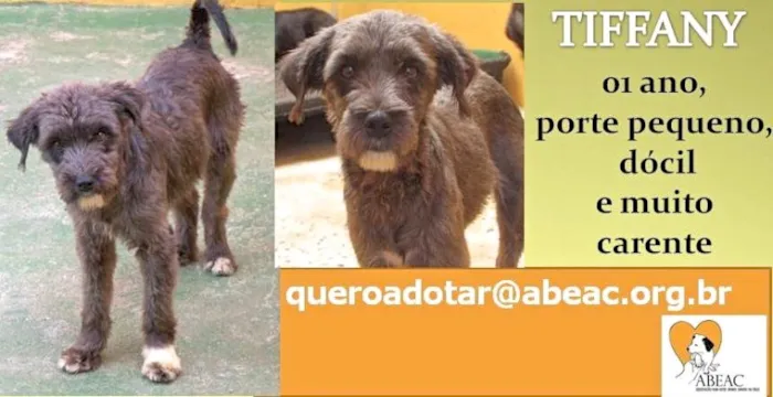 Cachorro ra a  idade 1 ano nome TIFFANY PEQUENINA