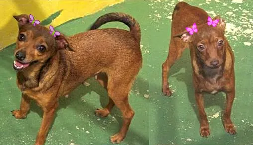 Cachorro ra a  idade 1 ano nome NINA E BOMBOM
