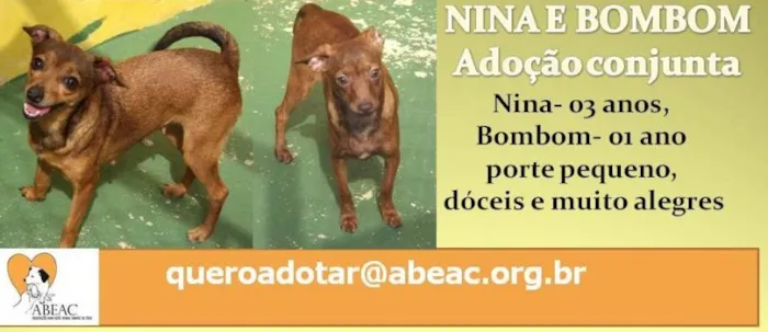 Cachorro ra a  idade 1 ano nome NINA E BOMBOM