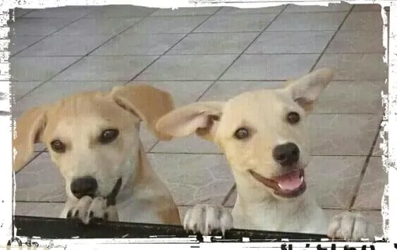 Cachorro ra a SRD idade 2 a 6 meses nome Lela