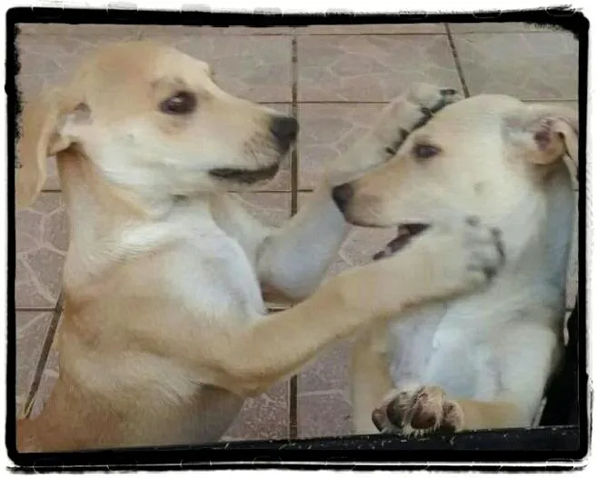 Cachorro ra a SRD idade 2 a 6 meses nome Lela