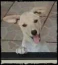 Lela