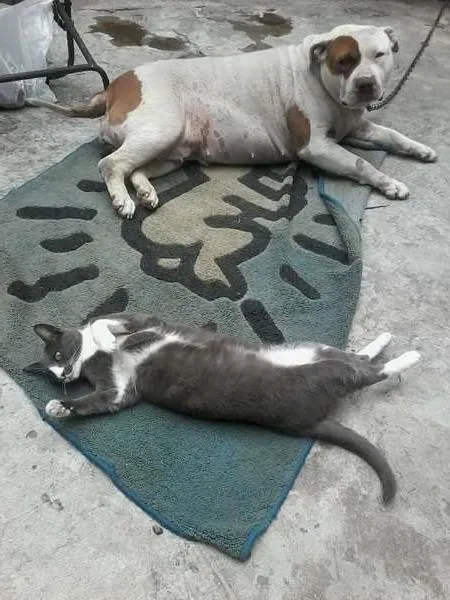 Cachorro ra a pitbull idade 4 anos nome raika