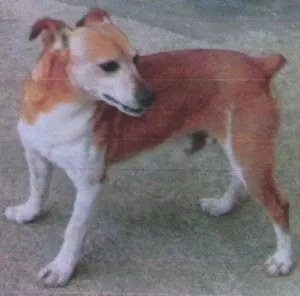 Cachorro raça Fox Paulistinha idade 6 ou mais anos nome Pingo