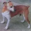 Cachorro raça Fox Paulistinha idade 6 ou mais anos nome Pingo