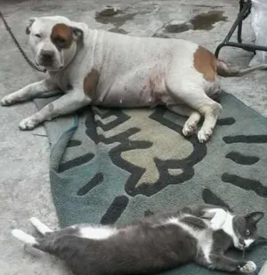 Cachorro raça pitbull idade 4 anos nome raika
