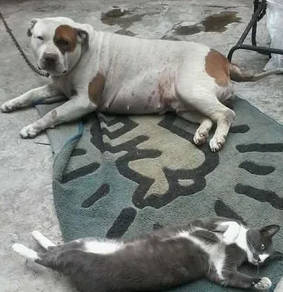 Cachorro ra a pitbull idade 4 anos nome raika