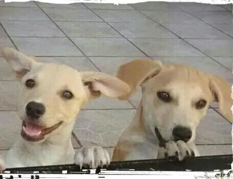 Cachorro ra a SRD idade 2 a 6 meses nome Lela