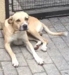 Cachorro raça SRD idade 2 anos nome ...