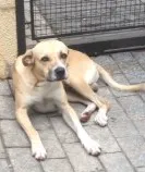 Cachorro raça Srd idade 2 anos nome ...