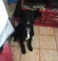 Tigresa e Bart