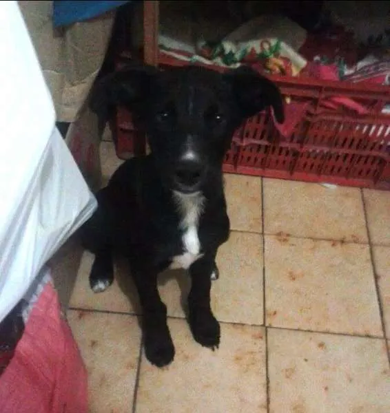 Cachorro ra a srd idade 2 a 6 meses nome Tigresa e Bart
