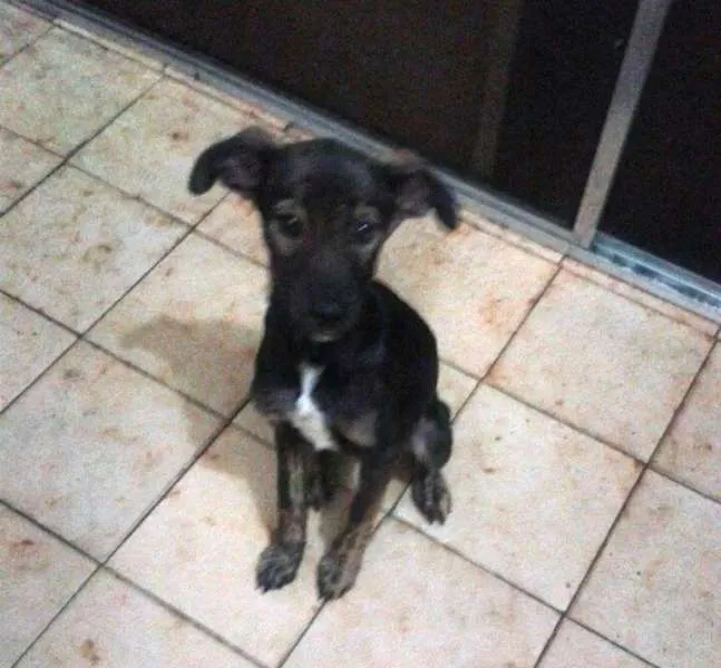Cachorro ra a srd idade 2 a 6 meses nome Tigresa e Bart