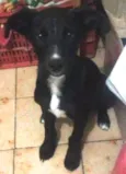 Tigresa e Bart