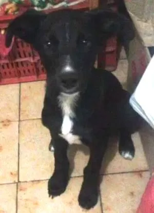 Cachorro raça srd idade 2 a 6 meses nome Tigresa e Bart
