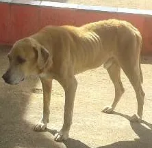 Cachorro ra a  idade 5 anos nome grandao