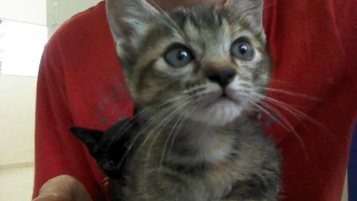 Gato ra a SRD idade Abaixo de 2 meses nome Fumaça e Neve