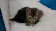 Fumaça e Neve