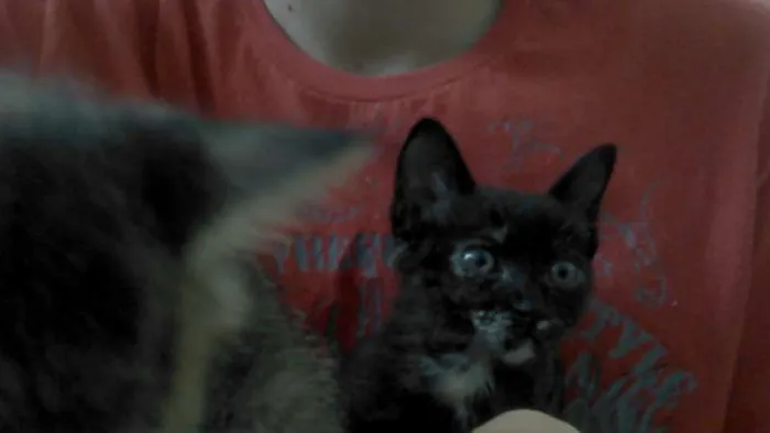 Gato ra a SRD idade Abaixo de 2 meses nome Fumaça e Neve