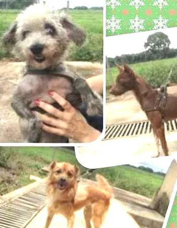 Cachorro ra a SRD idade 2 anos nome Dimmy, Chocolate, Fox