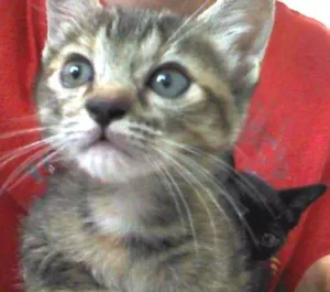 Gato raça SRD idade Abaixo de 2 meses nome Fumaça e Neve