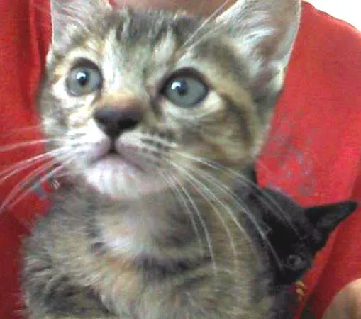 Gato ra a SRD idade Abaixo de 2 meses nome Fumaça e Neve