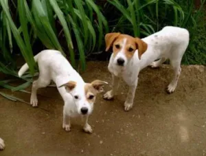 Cachorro raça SRD idade  nome Margariada, Filomen
