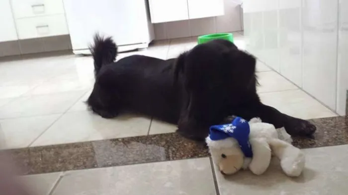 Cachorro ra a SRD idade 1 ano nome Belinhas 