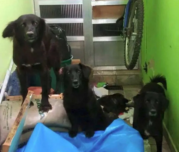 Cachorro ra a SRD idade 1 ano nome Belinhas 