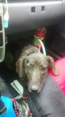 Cachorro ra a SRD idade 1 ano nome Belinhas 