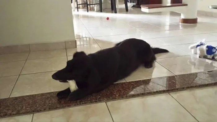 Cachorro ra a SRD idade 1 ano nome Belinhas 